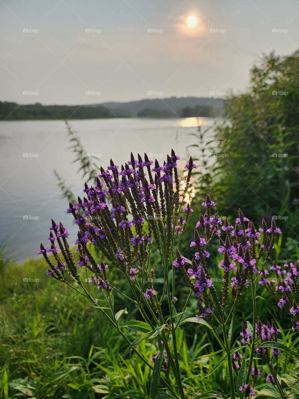 Purple flowers on the riverbank