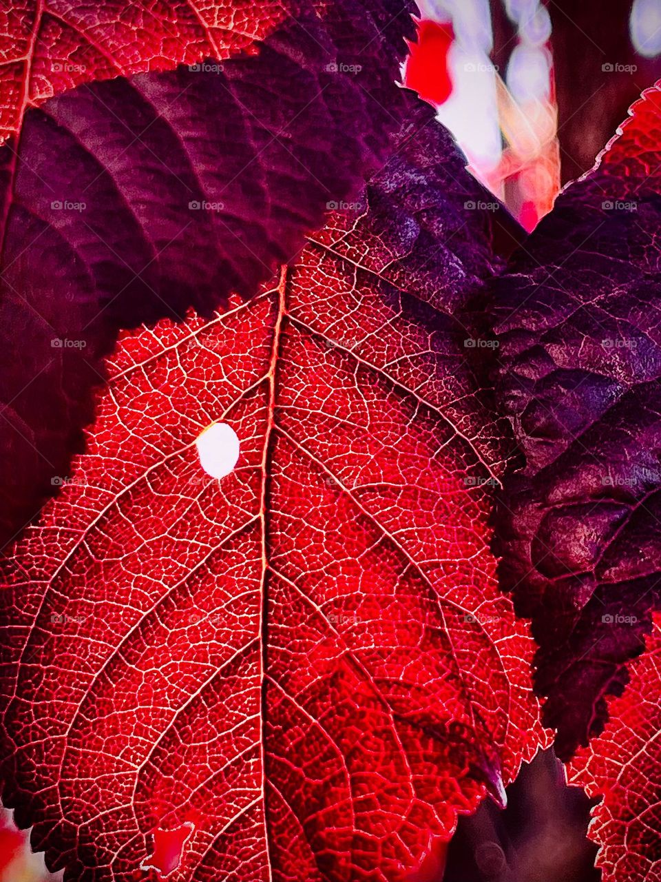Red Leaf and One Hole