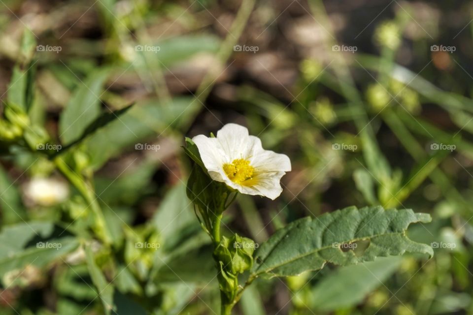 white and yellow flower