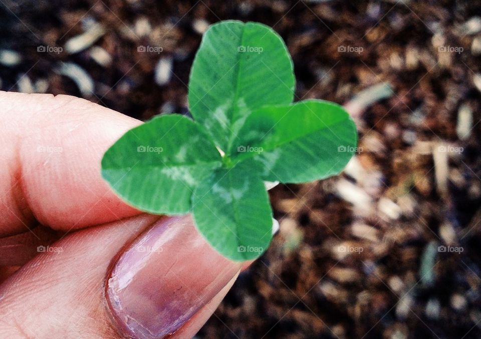 Four leaf clover 