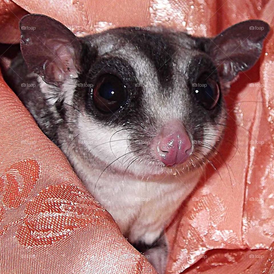 Sugar Glider Wrapped in Silky Fabric. This beautiful boy was a rescue glider who I found a wonderful home for. He had quite the personality.