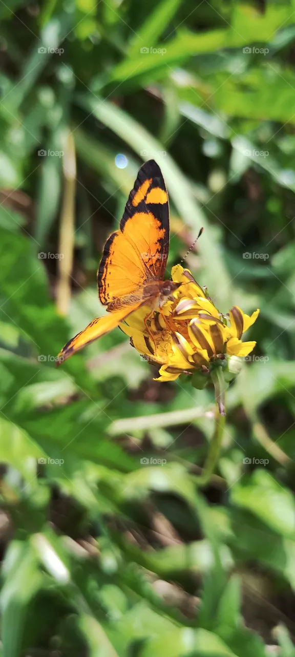 BUTTERFLY