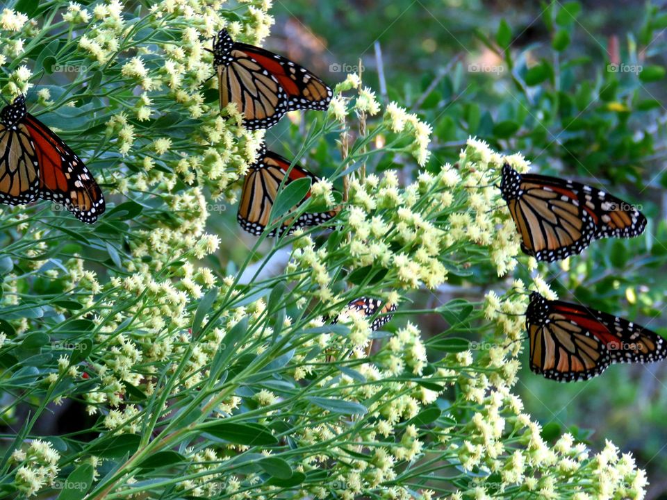 Migrating Monarchs