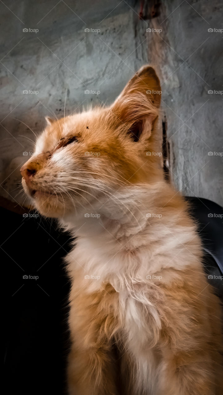 The kitten is resting