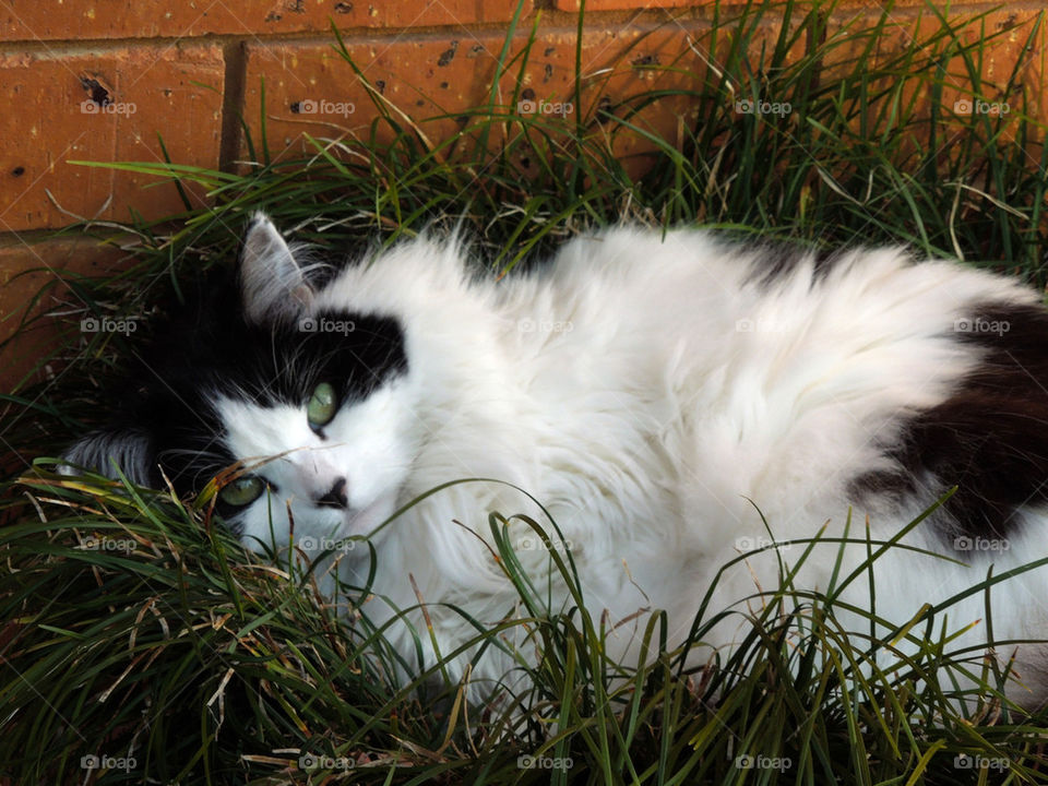 The Grass Is Greener