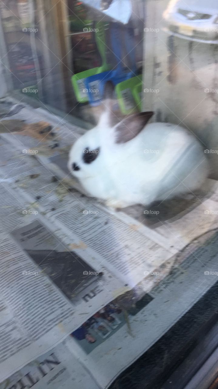 Rabbit on the run 