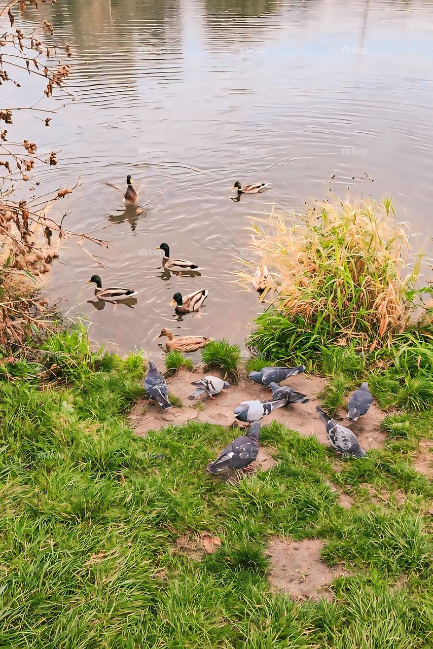 ducks and pigeon on water lakeside