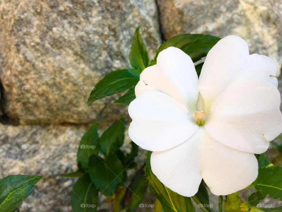 Beautiful white flower with stones background