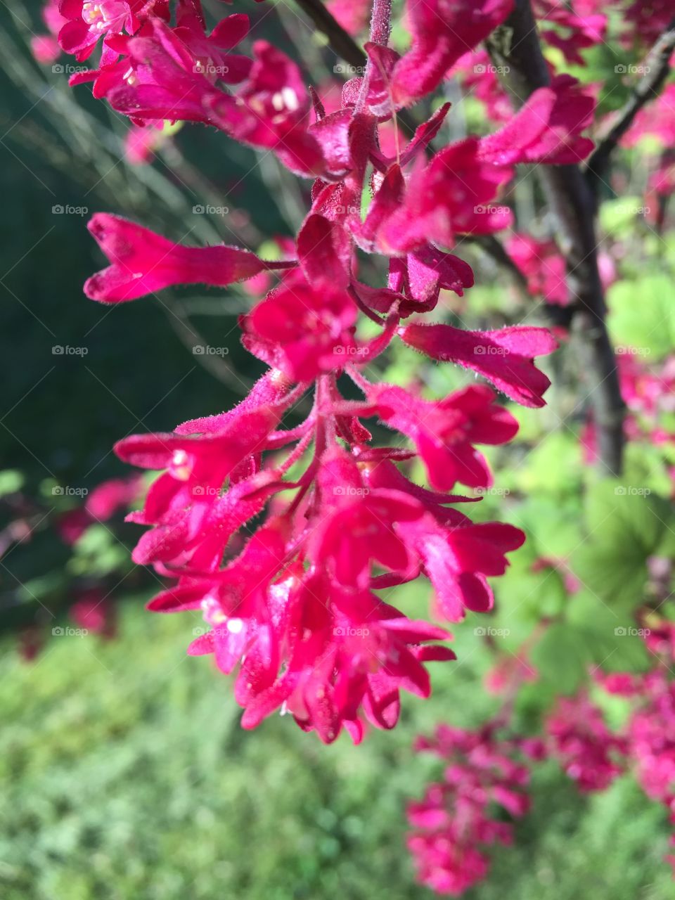 Captured at my garden today