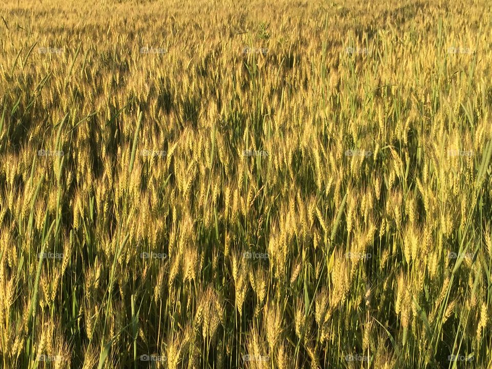 Wheat Field