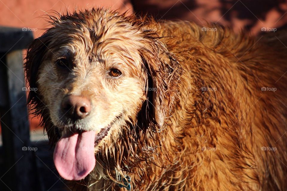 Wet Dog