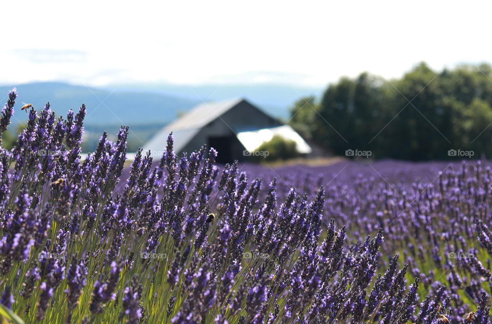 Barn at a Lavendar farm in Sequim