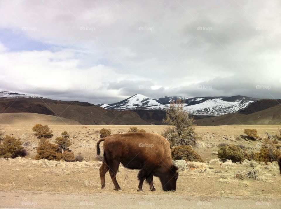 The Buffalo Roam