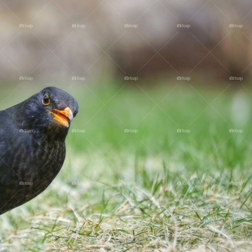 Hello world 😉 Close up portrait of blackbird