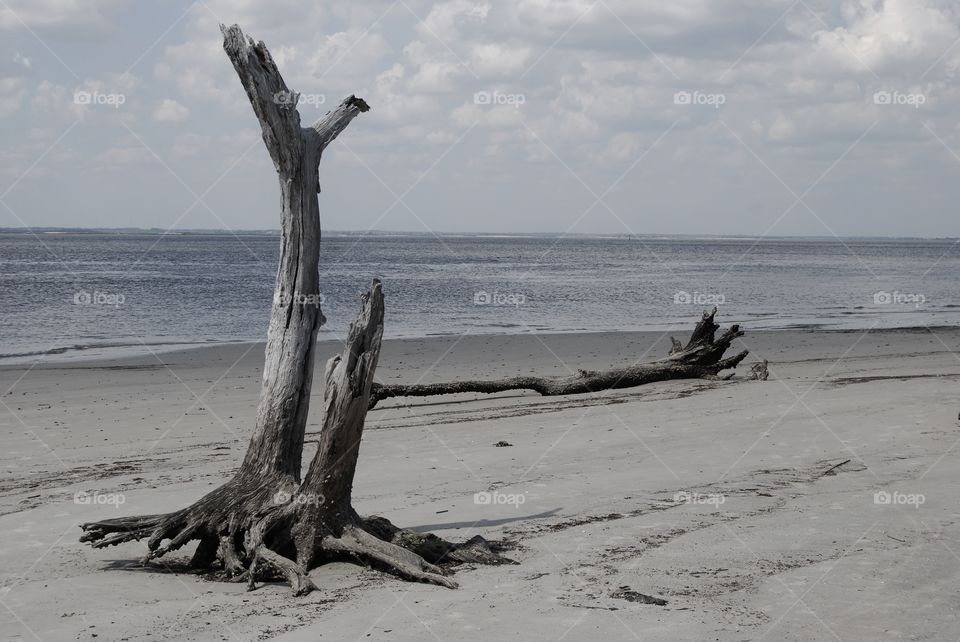 Driftwood by the ocean