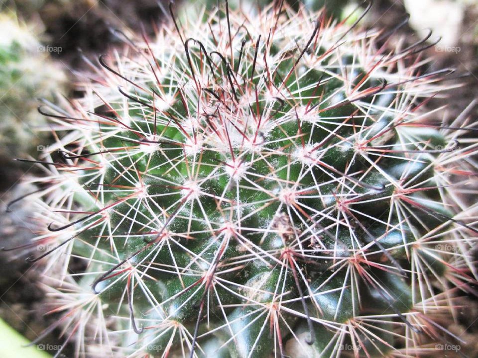 Cactus
