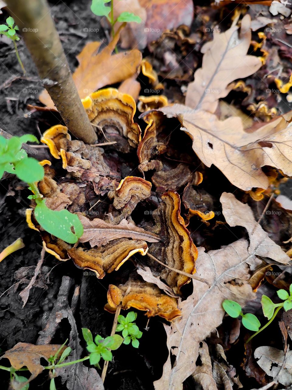 Stereum hirsutum mushroom