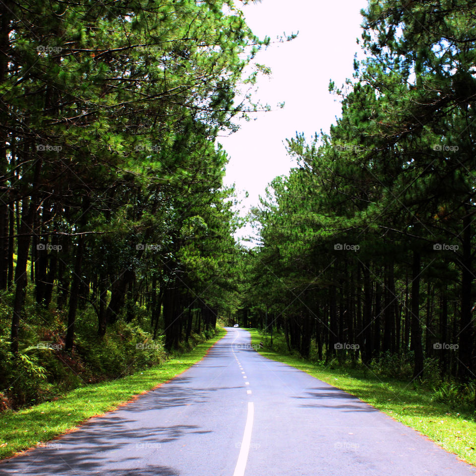 Pine road in Da Lat
