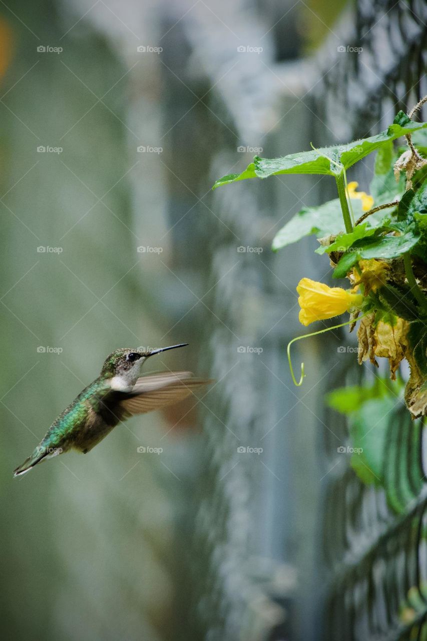 Closeup of tiny hummingbird approaching a yellow cucumber blossom on a chain link fence in the late summer 