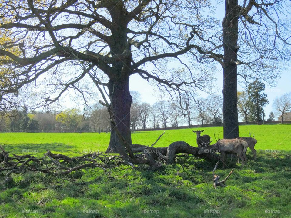 Roe deer in field