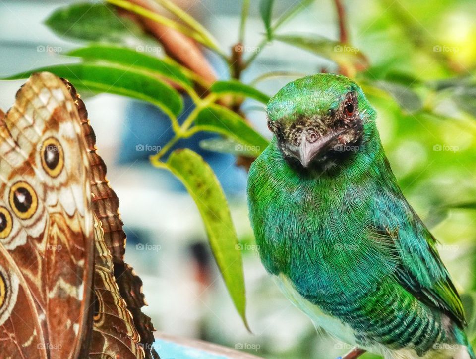 Green Bird In The Rainforest
