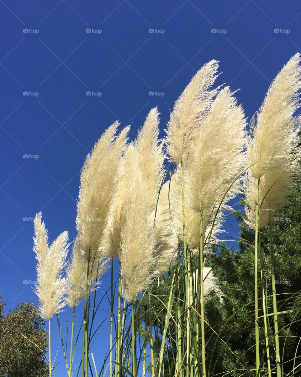 End of Summer. Lunch on the Columbia River
