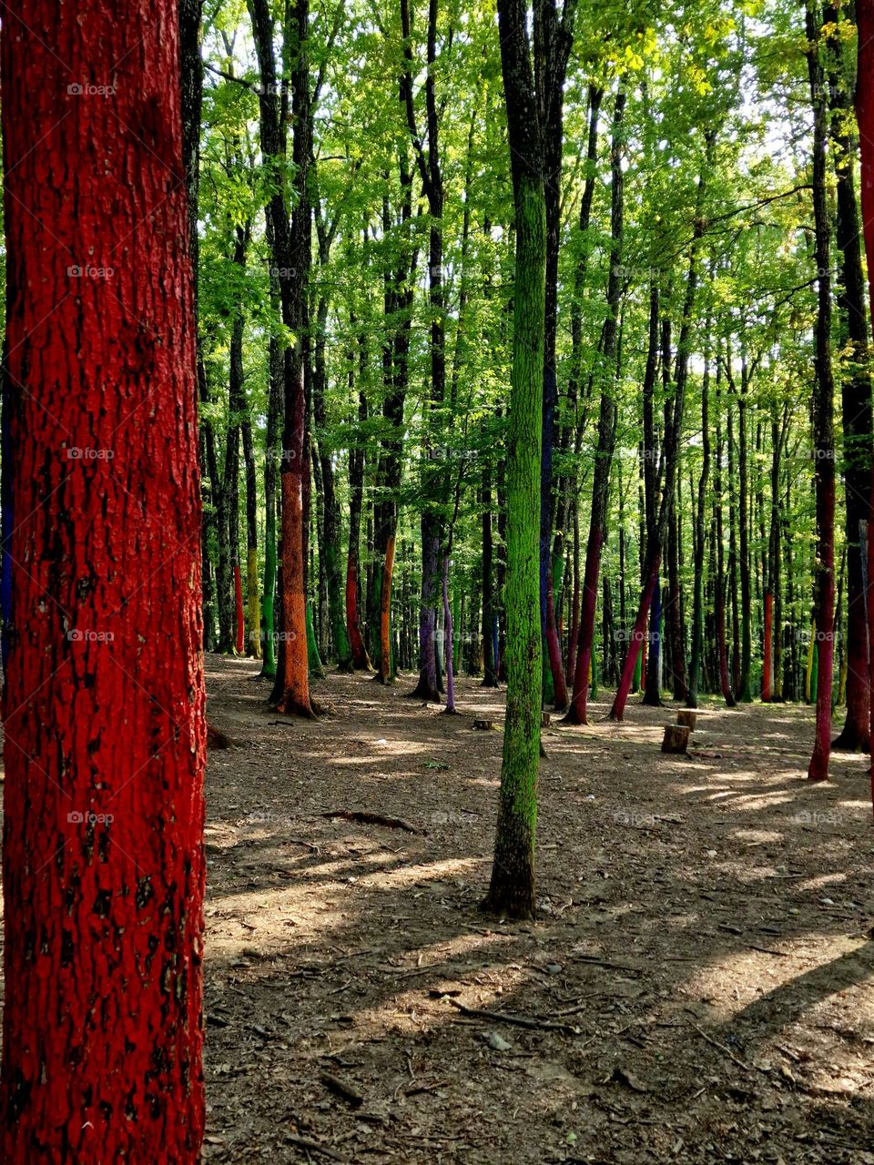 the magenta tree