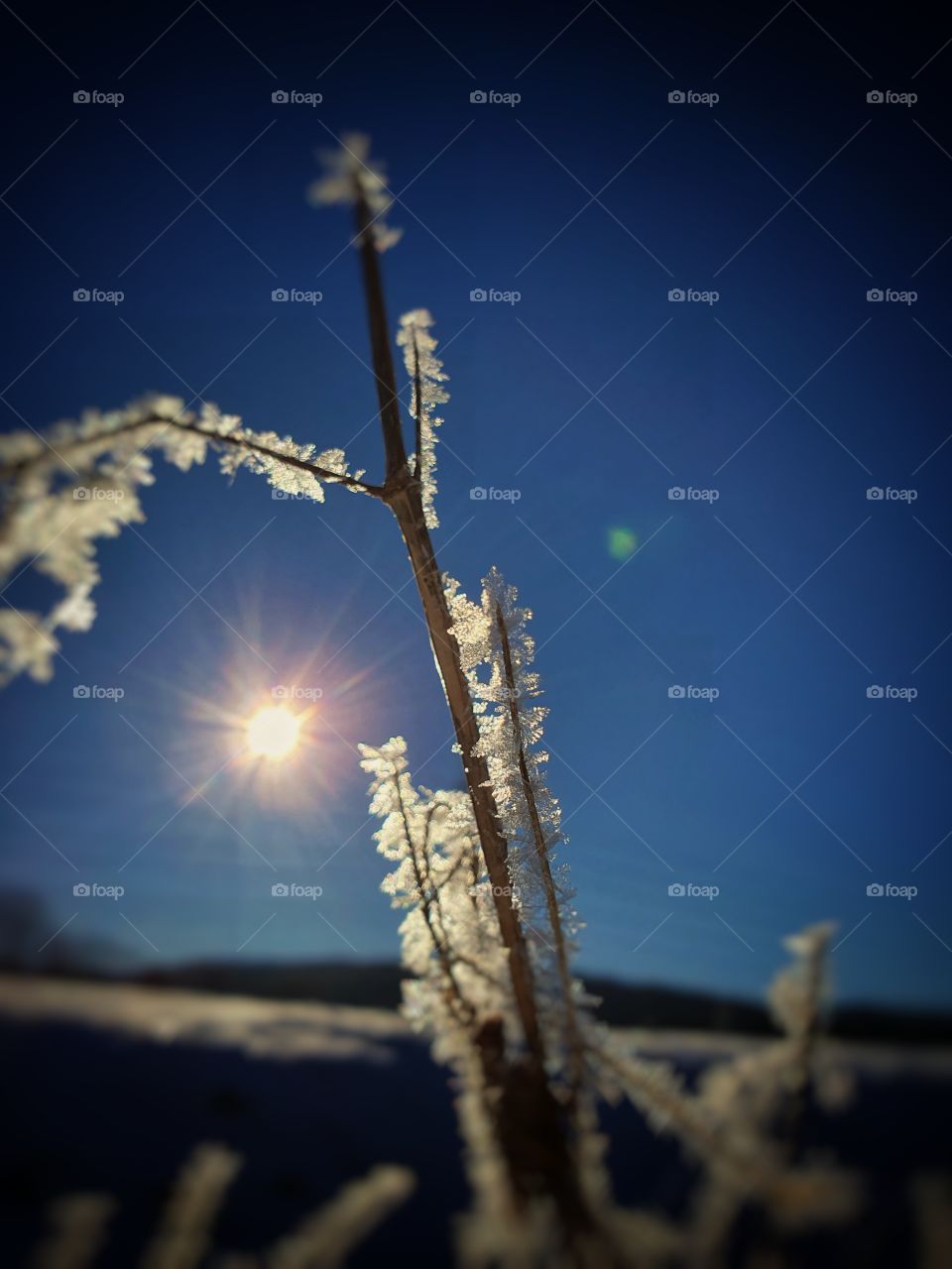 ice flowers winter scene