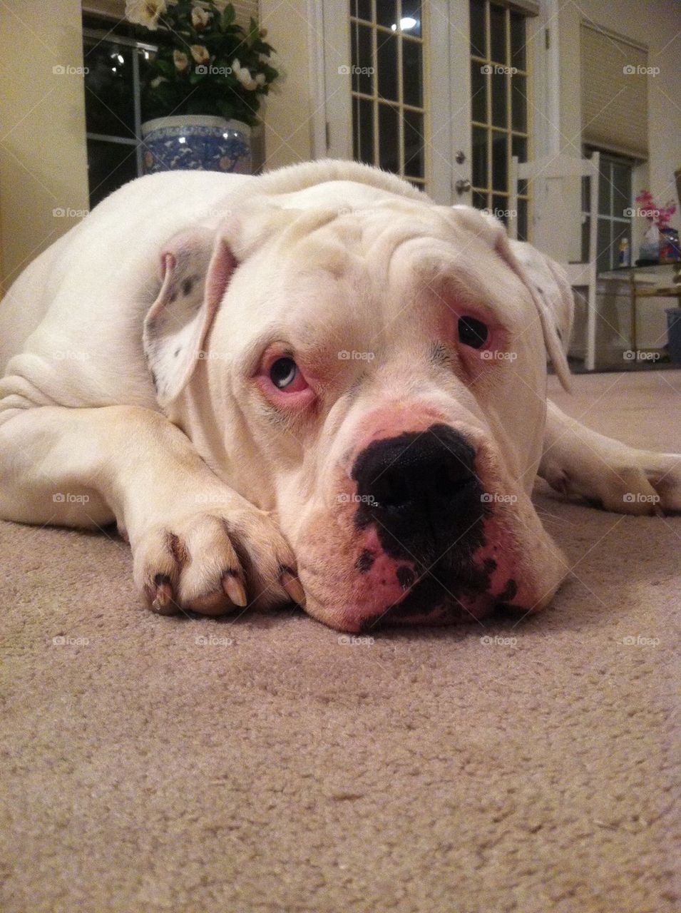 Sumo waiting. For love