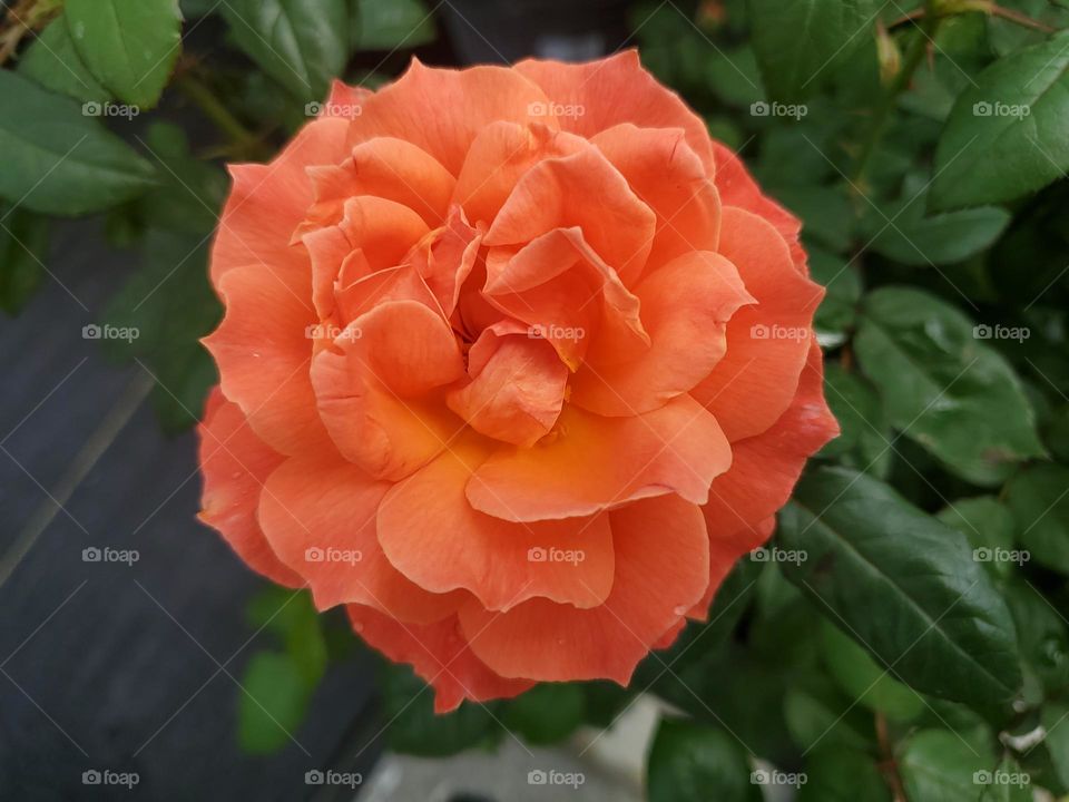 Captivating vibrant orange flower