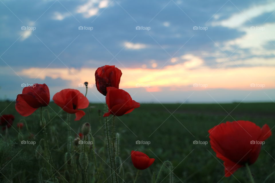 Poppies field after sunset