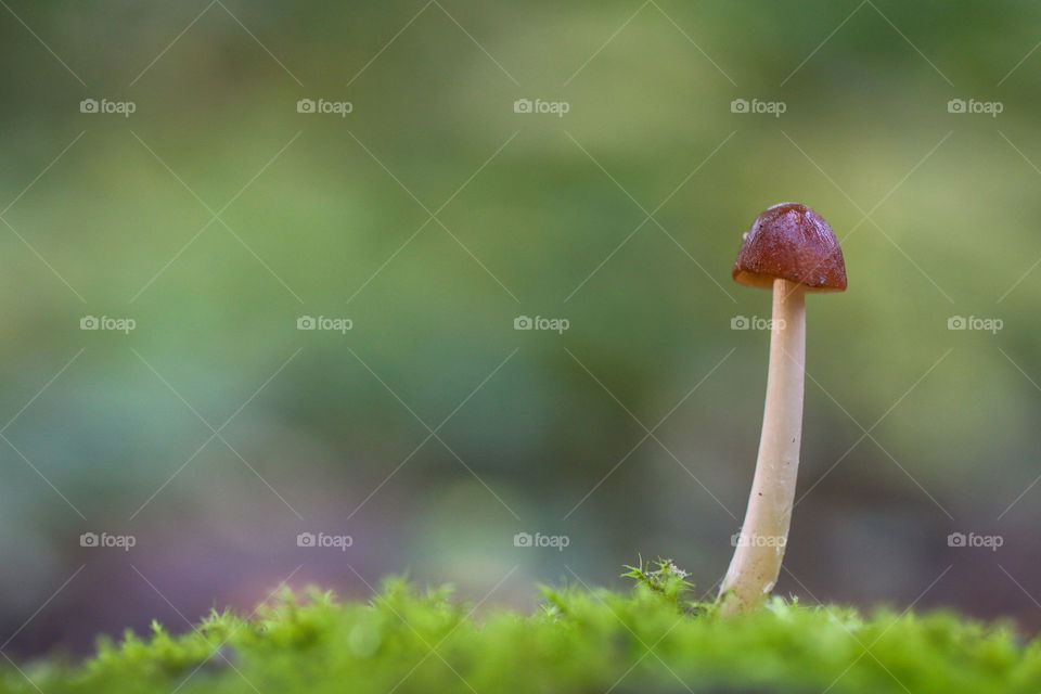 Mushroom in autumn colors