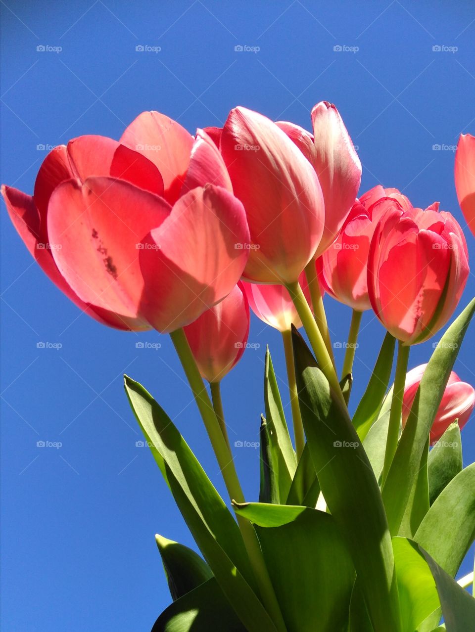 red tulip
rote Tulpen