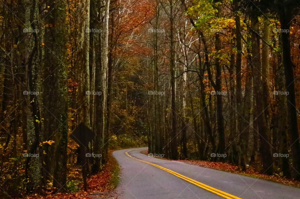 Winding road in fall color