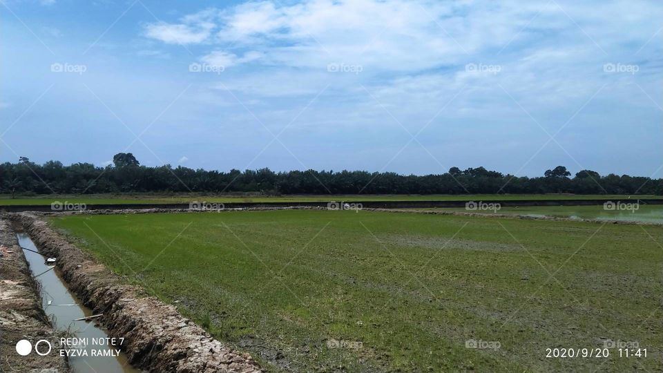 Paddy Field