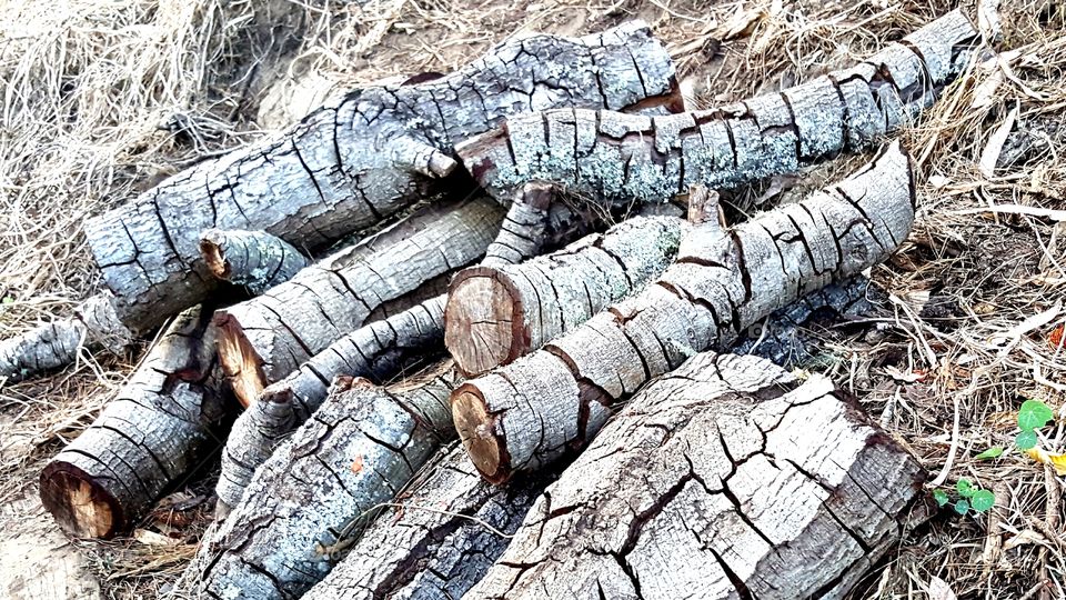 Pile of old, cracked, and rifted logs.