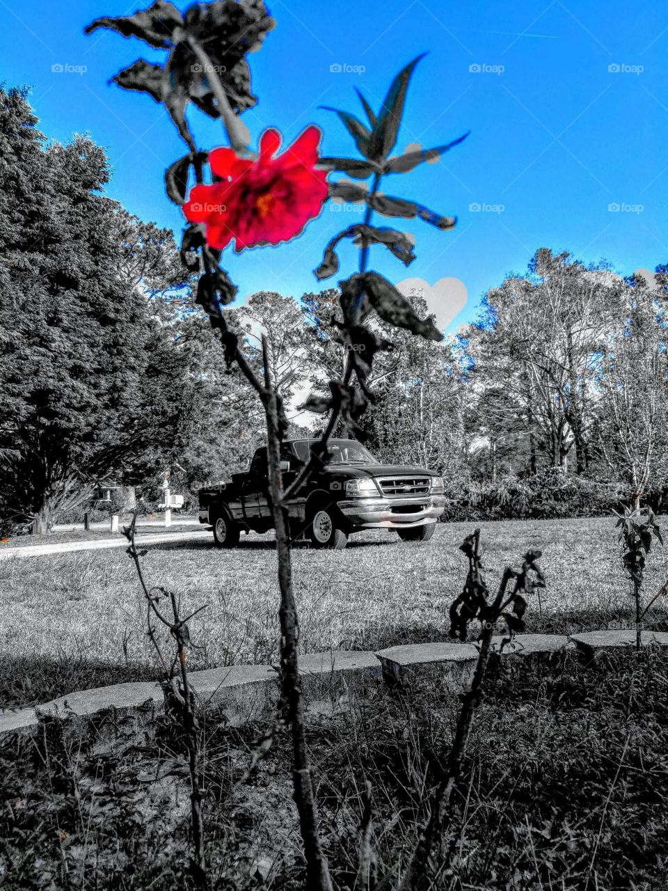 This #Red category gave me a chance to try a mission & show a fun photo even if the red isn't overwhelming. The flower was the only living plant after the last Hurricane and the bright contrast of life after destruction is intense.