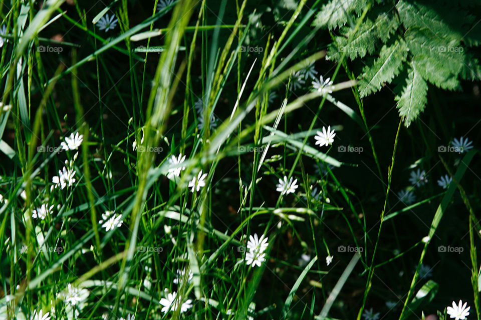 Wild flowers 