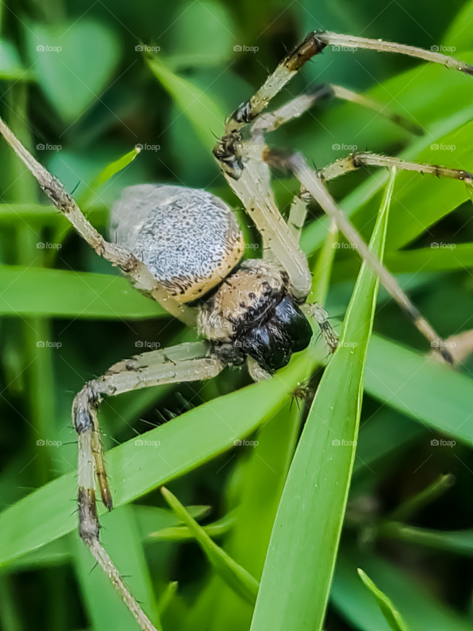 Macro Image: Spider