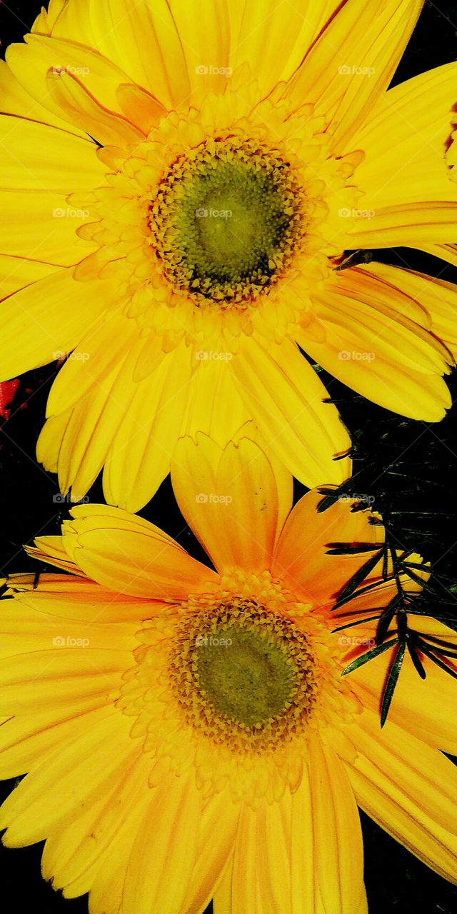 yellowish flowers