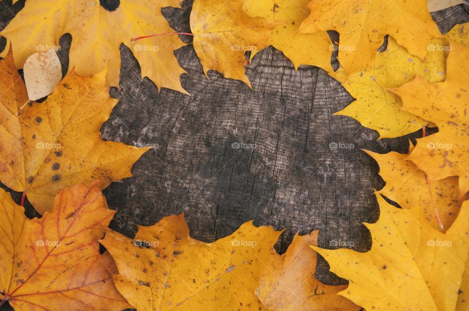 Autumn maple leaves on a wooden background. Autumn background. Copy space. Flat lay. Top view. 