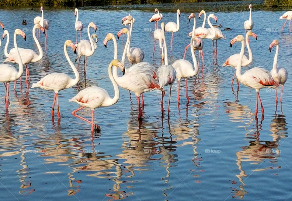 a group of beautiful flamingos and water reflections