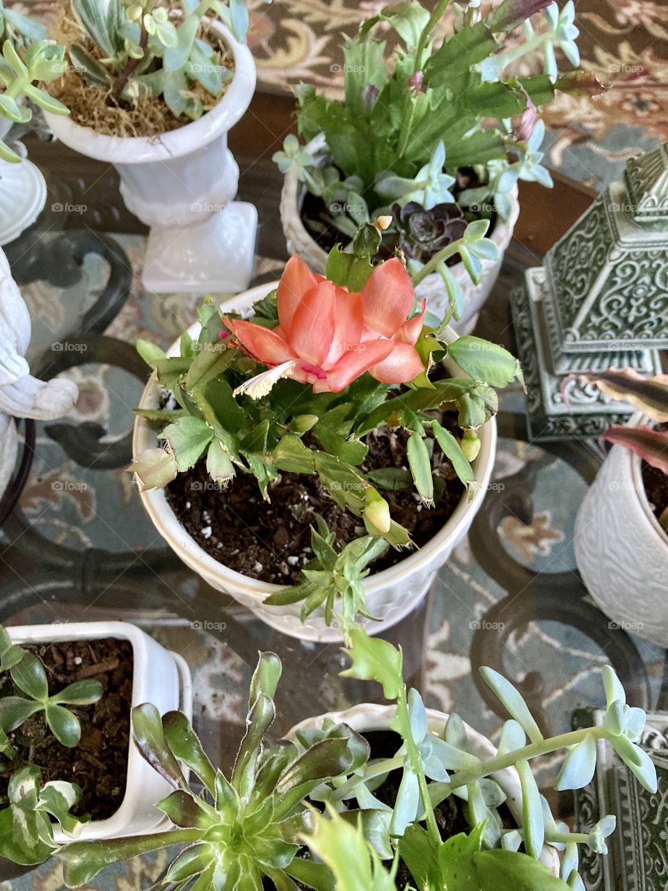 Thanksgiving Cactus Blooming on Thanksgiving!