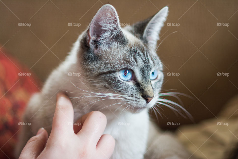 A hand stroking cat