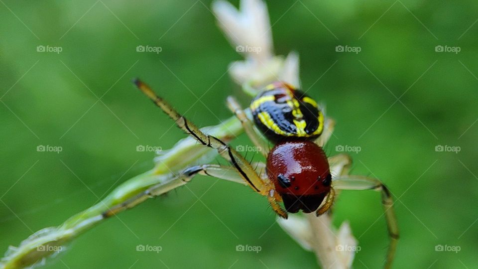 Hitting spider, Angry spider raising his hands, angry spider raising his legs, angry, emotional spider, little angry spider