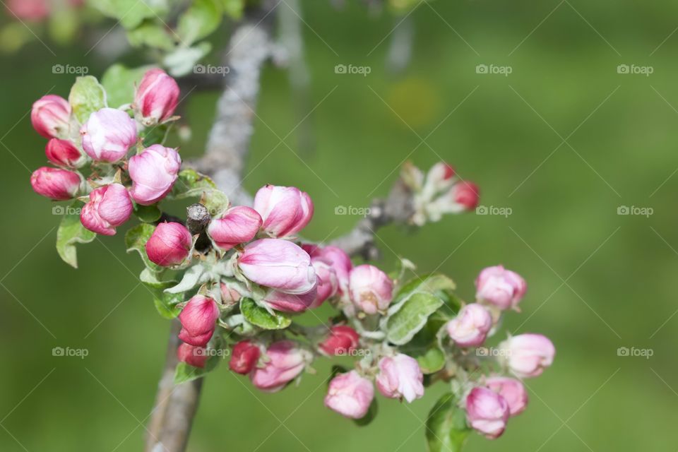 apple blossom