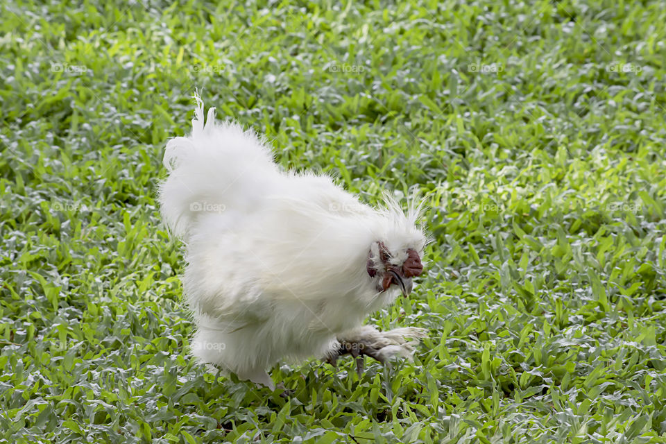 White Chicken or Silkie Hen eating food On the lawn in the garden.