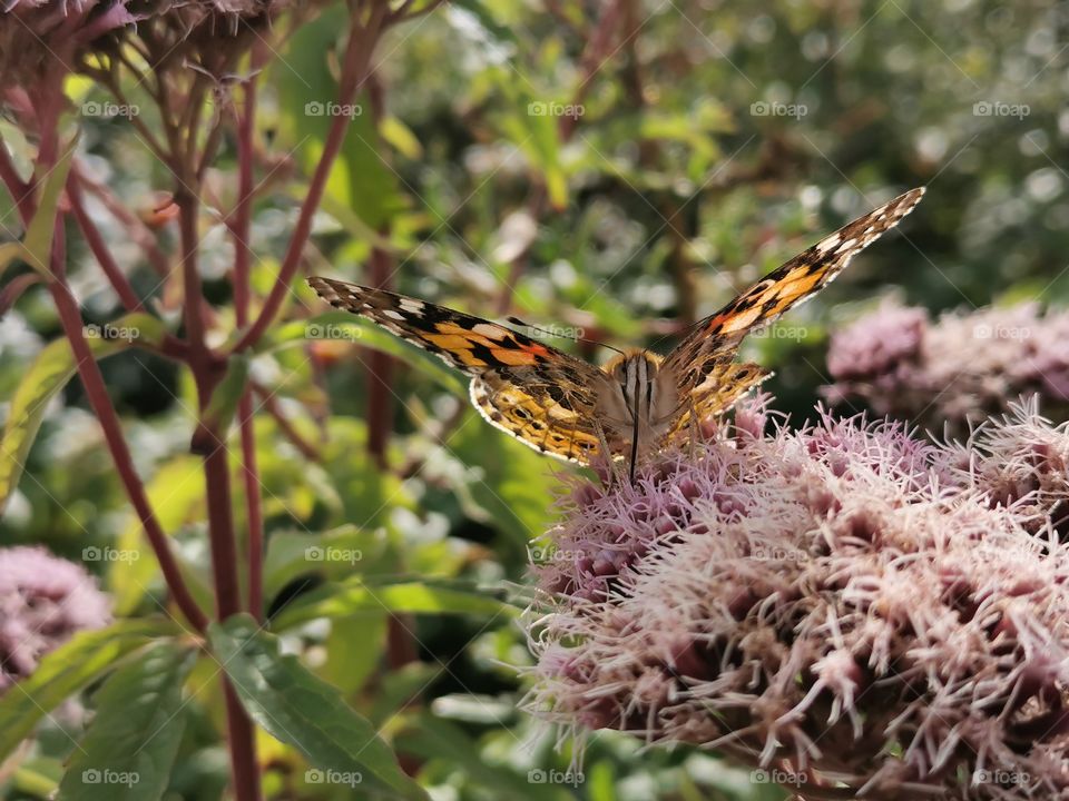 Schmetteing saugt Nektar auf Dost Blüte