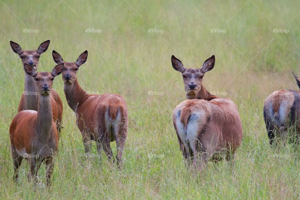 wild deer