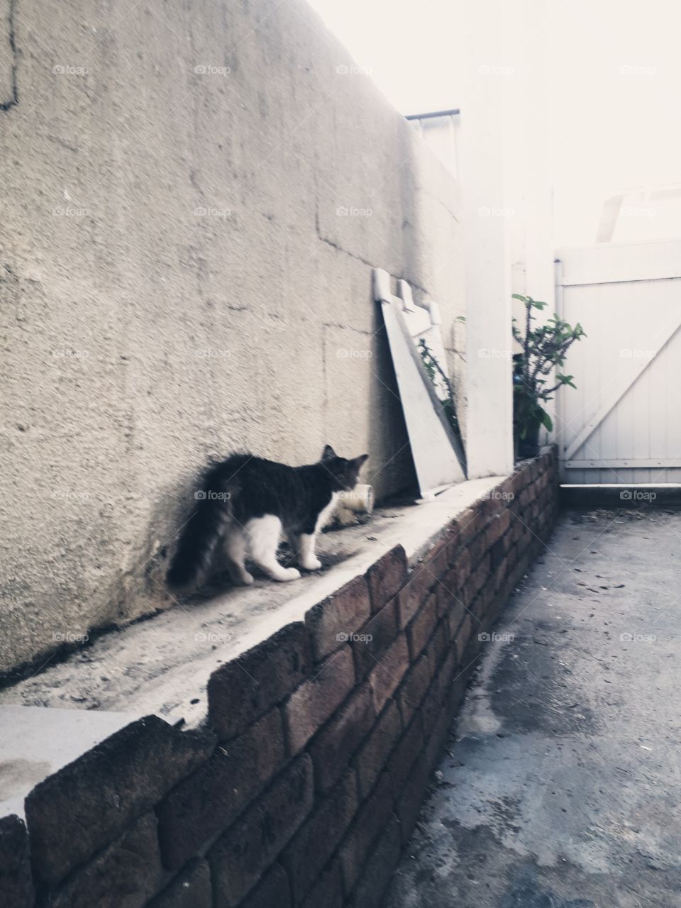 wall cat